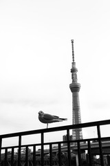 IMG_1644-编辑