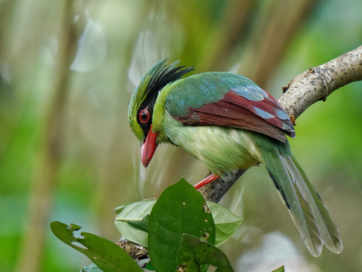 印第安人发型的印支绿鹊