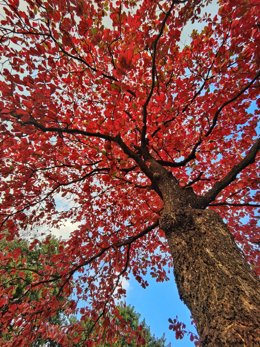 红彤彤的大叶榄仁