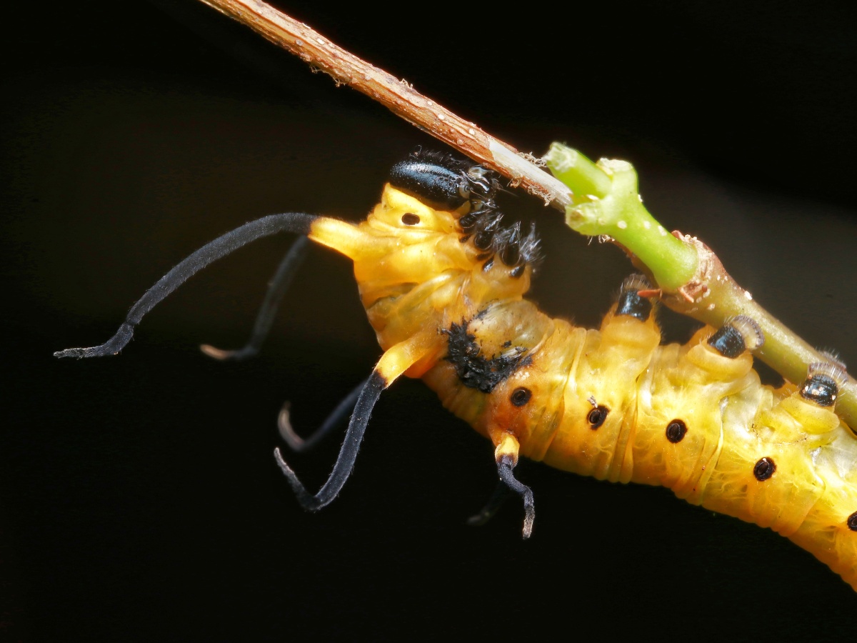 蓝点紫斑蝶幼虫
