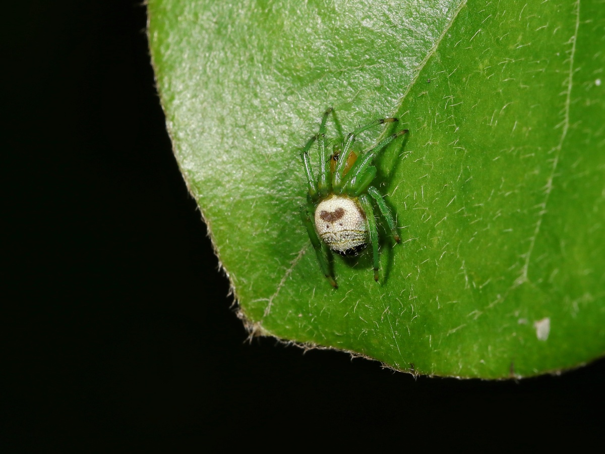 黑斑圆蛛看到人怕受骚扰赶紧自己织网把自己藏起来