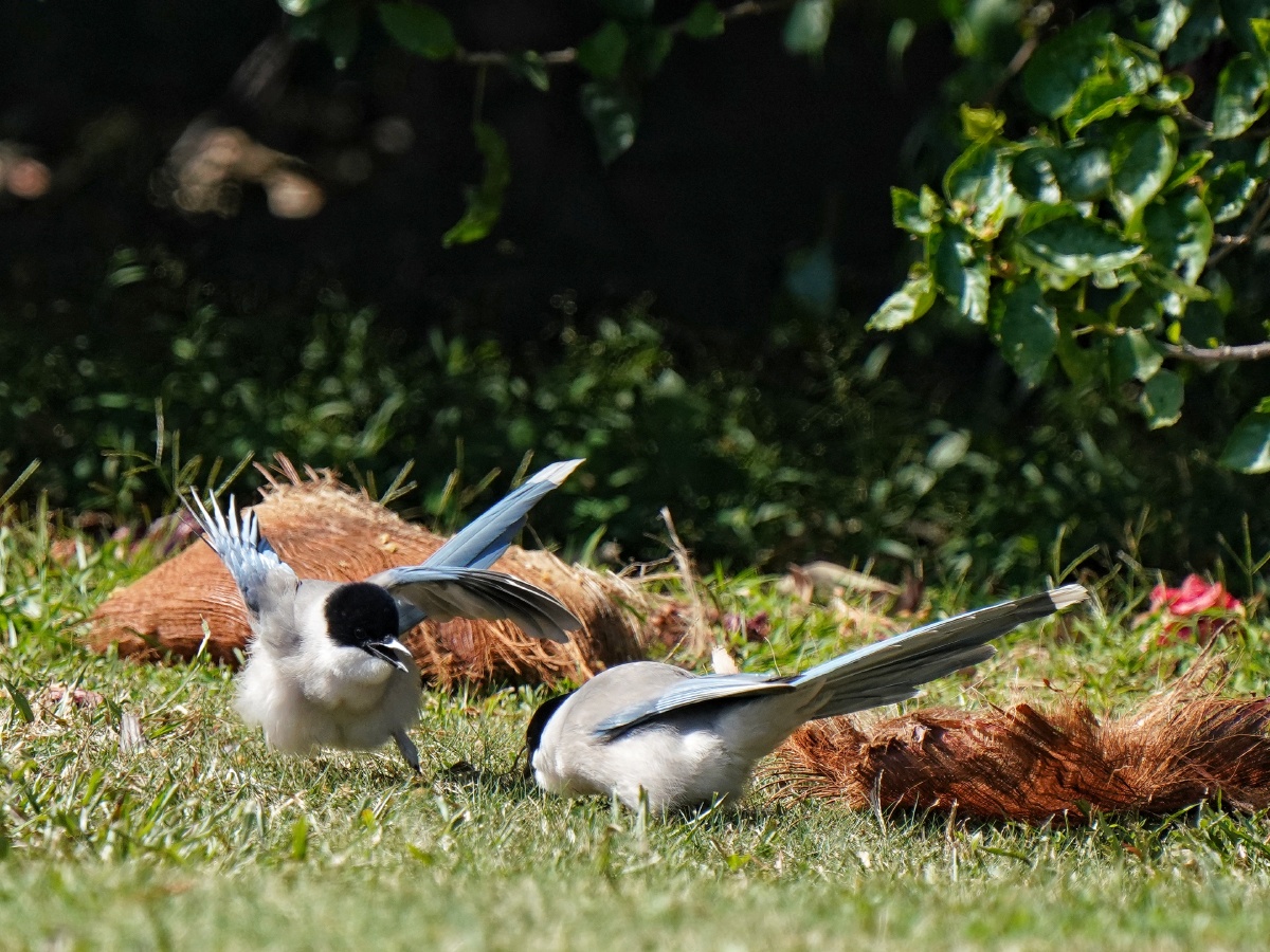 两只在争吵的灰喜鹊