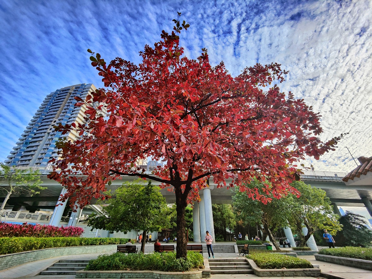 红彤彤的大叶榄仁. - 天天妈ov