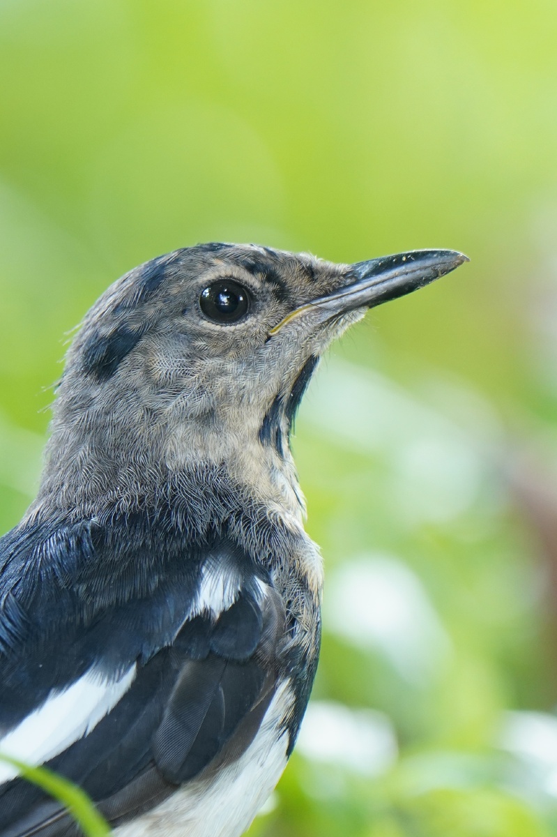 一只正在脱毛的鹊鸲