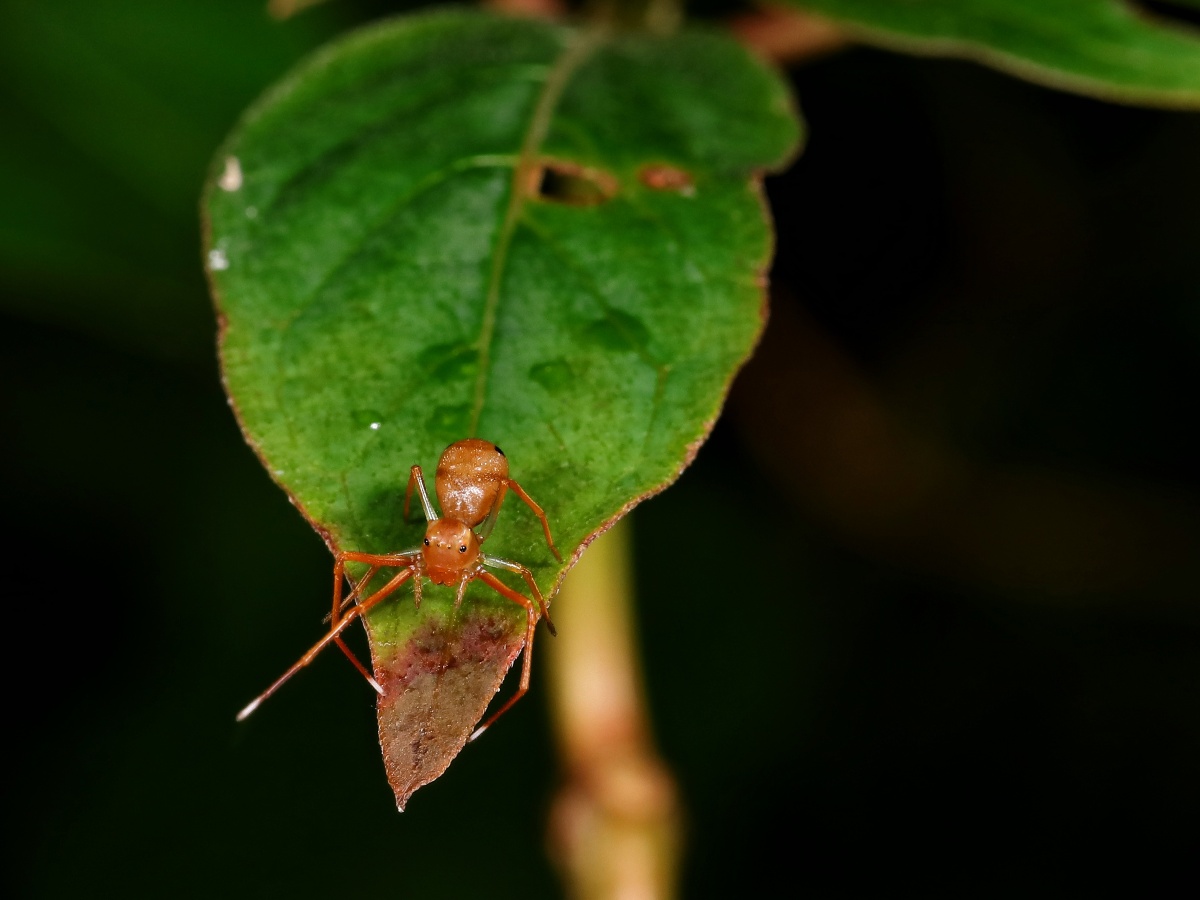 举起双手来大头蚁蟹蛛