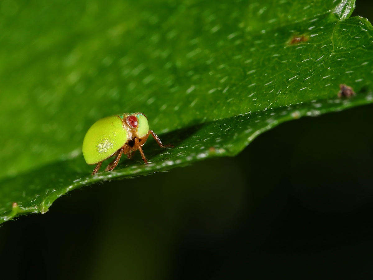 好可爱的瓢蜡蝉
