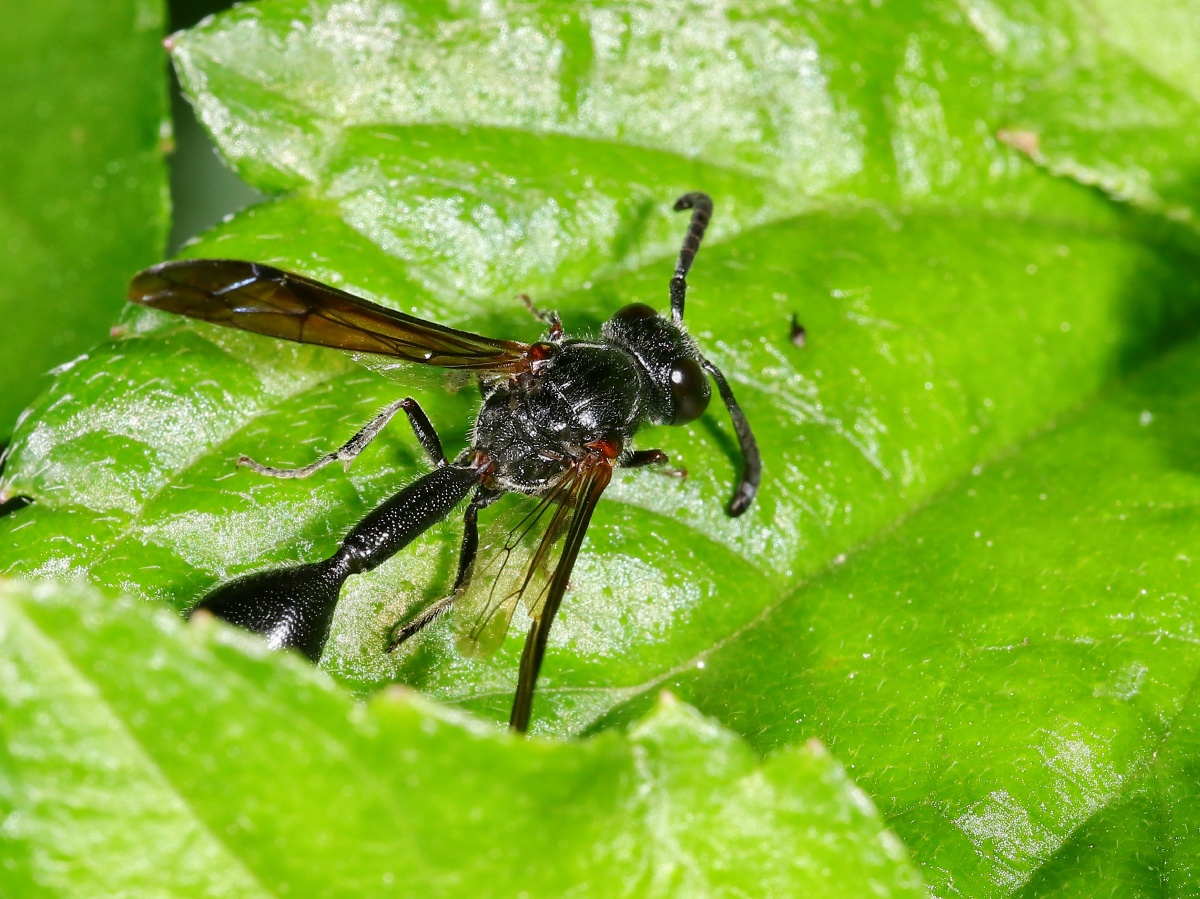 黑蜂翅膀有一边好似受伤了