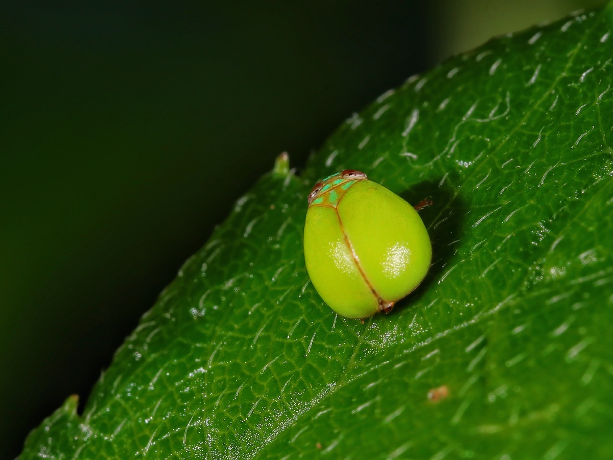 好可爱的瓢蜡蝉