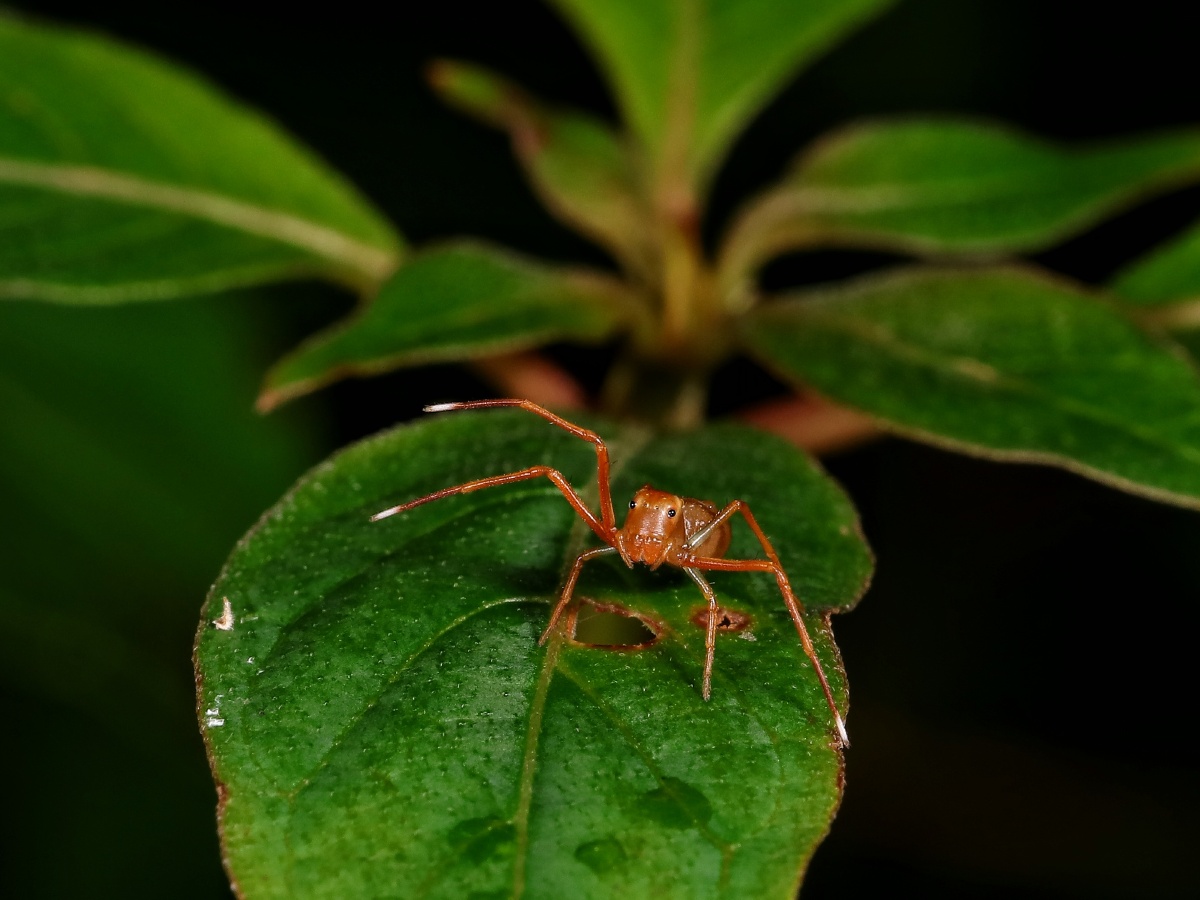 举起双手来大头蚁蟹蛛