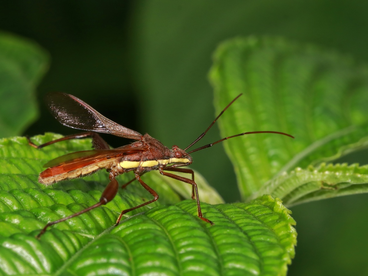 会喷射臭气的臭屁蝽