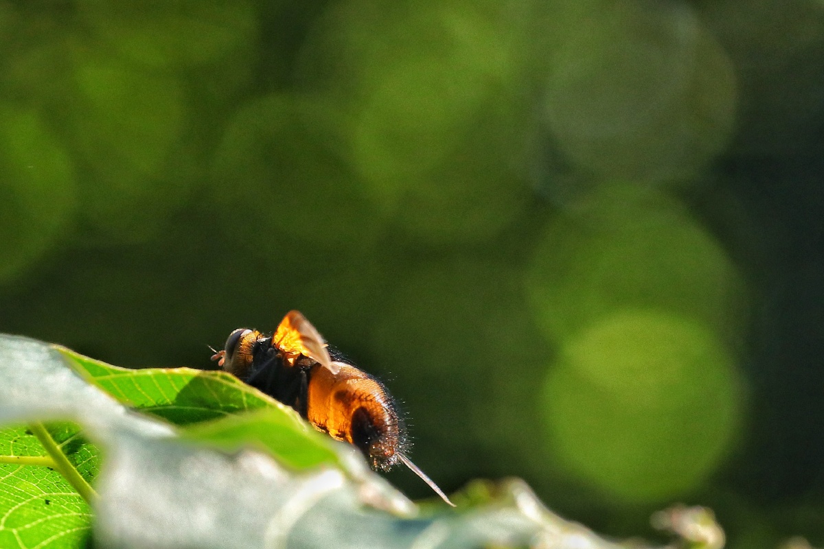 一只肥嘟嘟的蜂