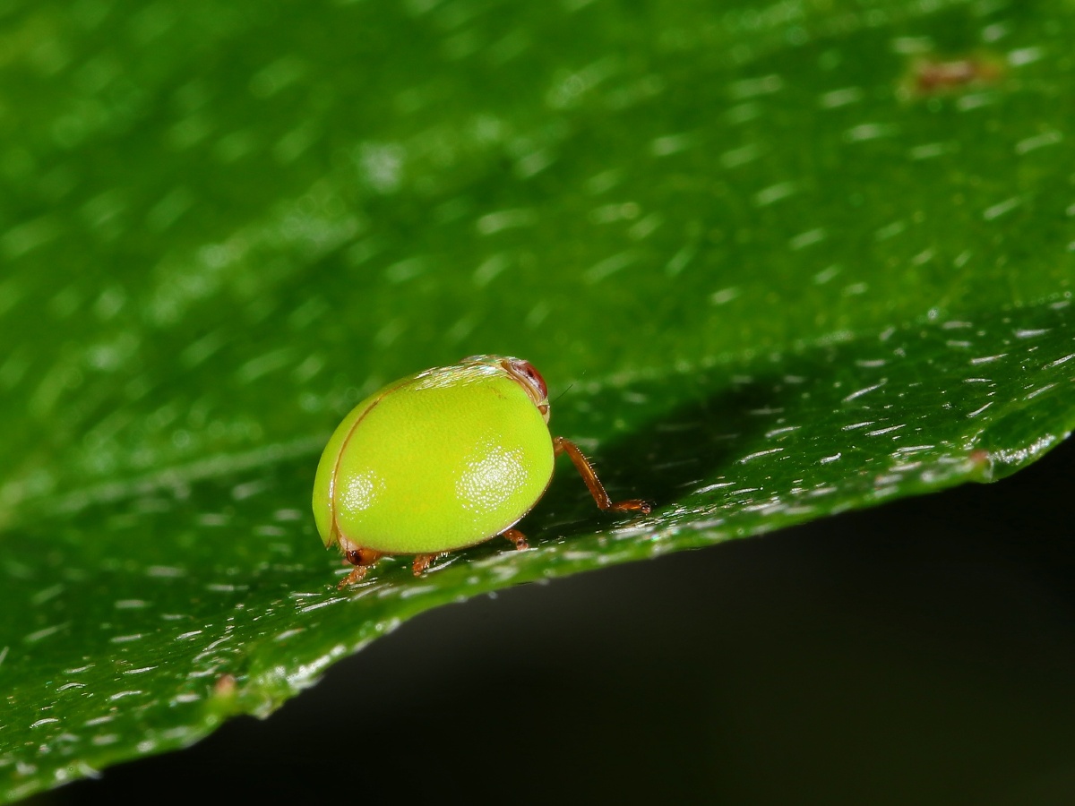 好可爱的瓢蜡蝉