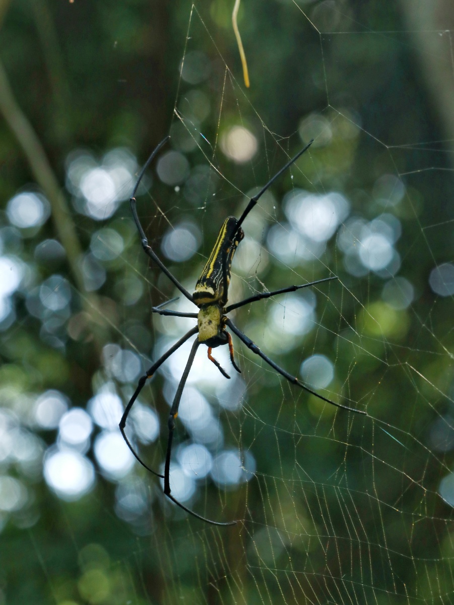 人面蜘蛛(母),身上还爬着她老公