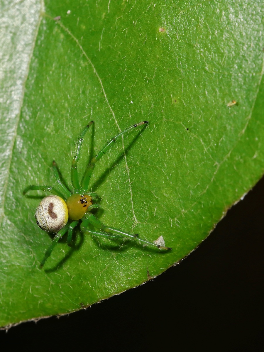 黑斑圆蛛看到人怕受骚扰赶紧自己织网把自己藏起来