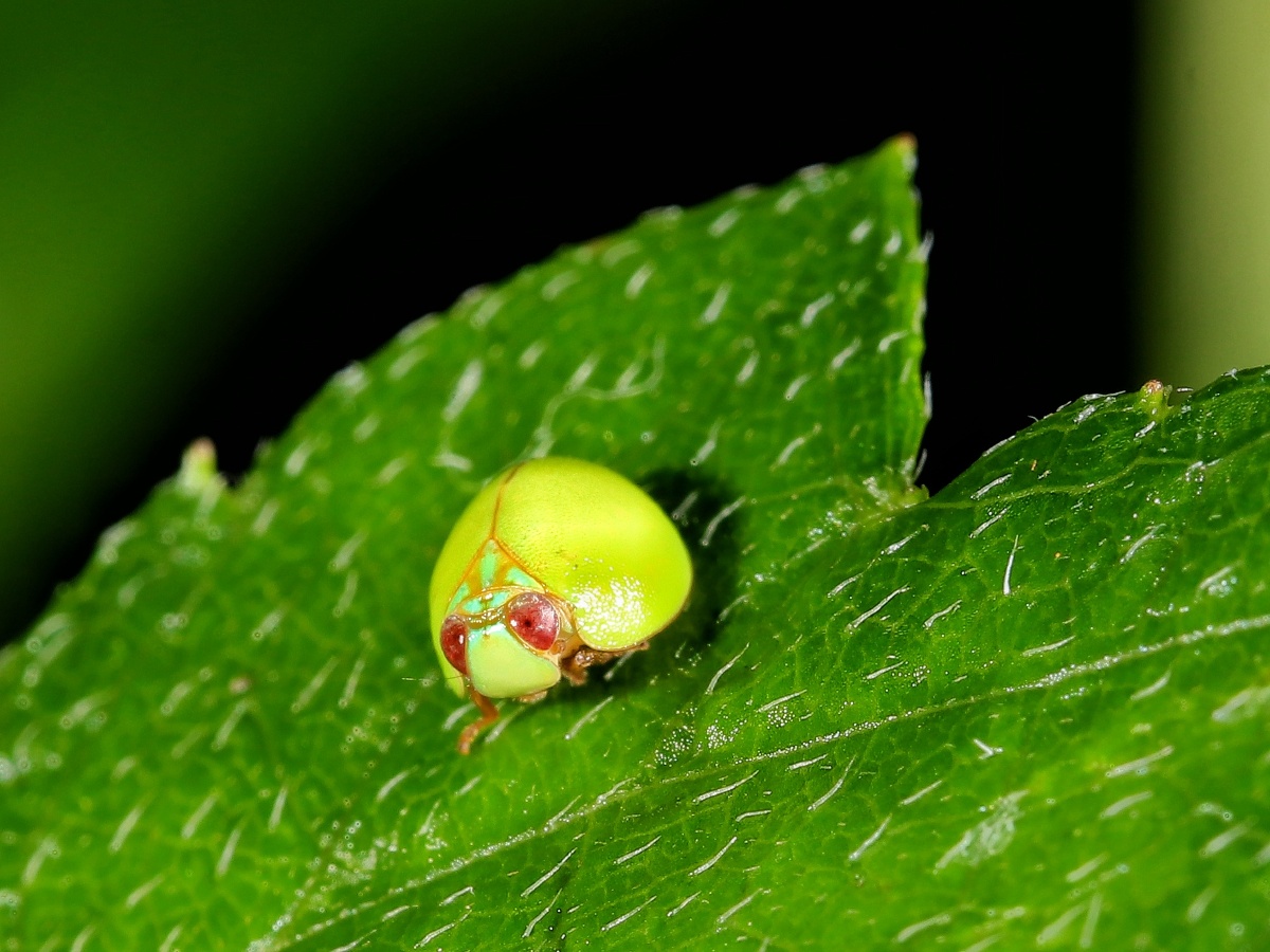 好可爱的瓢蜡蝉
