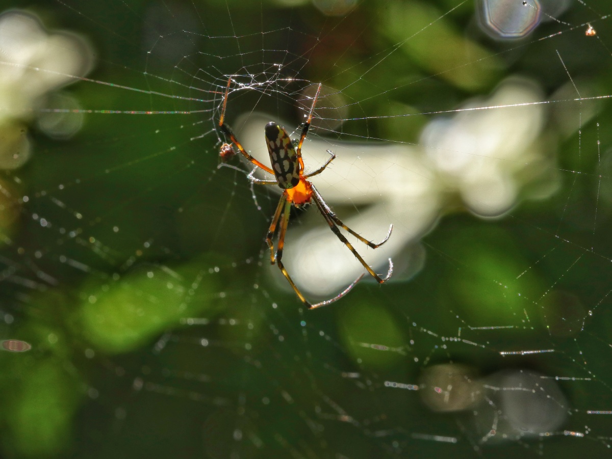 人面蜘蛛母蛛会织网体型大公蛛体型小体色鲜艳交配时雄蛛常被雌蛛吃掉