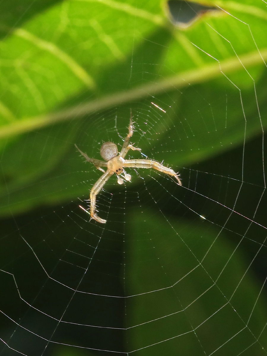 魔鬼的化身-长圆金蛛. - 天天妈ov - 图虫