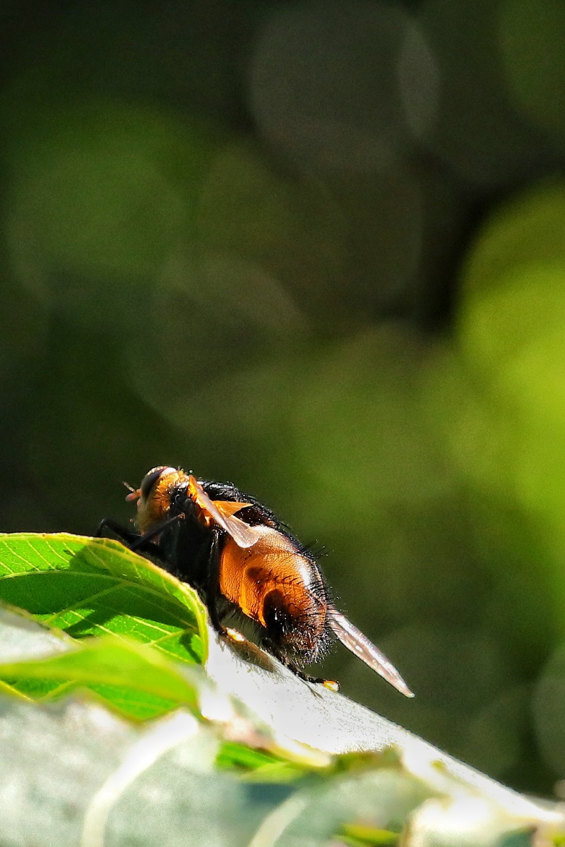 一只肥嘟嘟的蜂