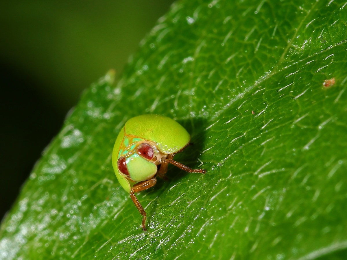 好可爱的瓢蜡蝉