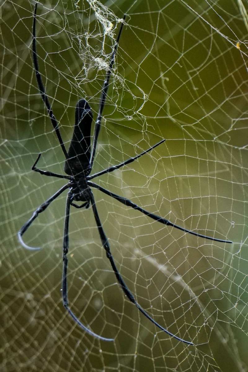 公园里的一只人面蜘蛛