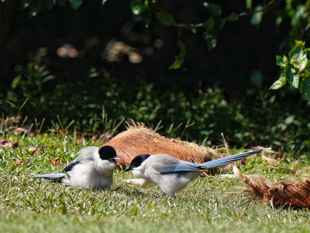 两只在争吵的灰喜鹊