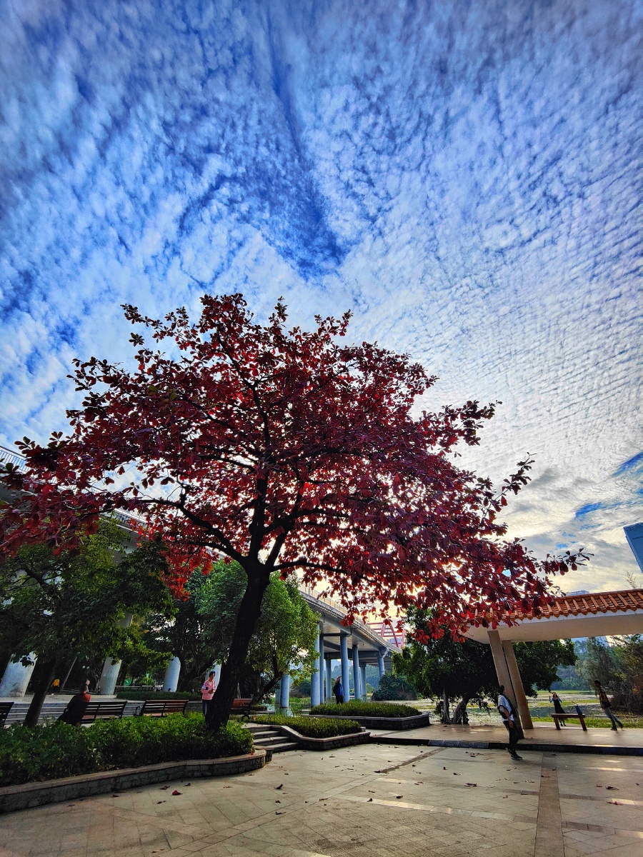 红彤彤的大叶榄仁. - 天天妈ov