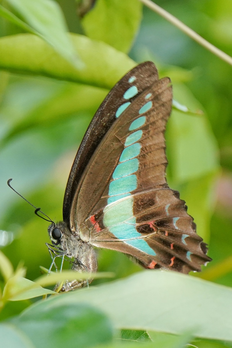 一只正在产卵的青凤蝶(为什么它的卵颜色不一样呢)