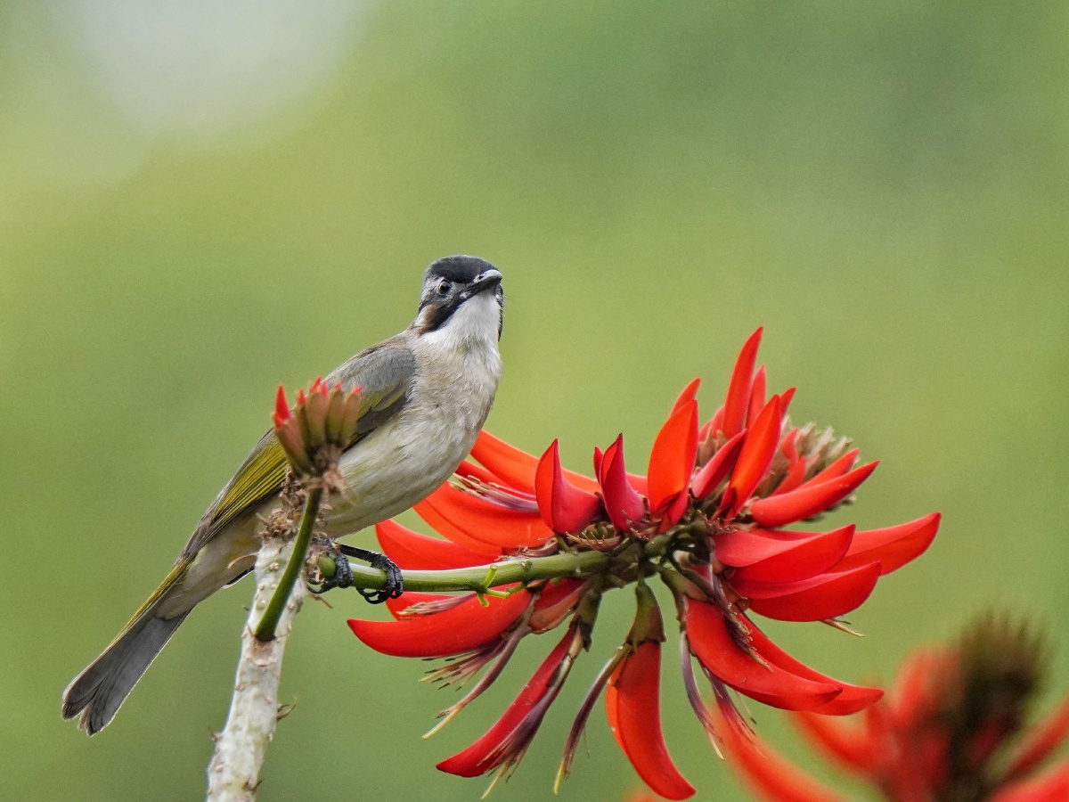 花鸟图之白头鹎
