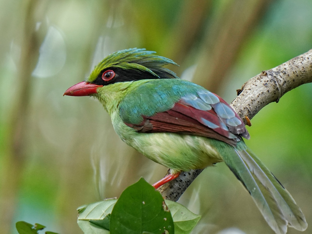 印第安人发型的印支绿鹊