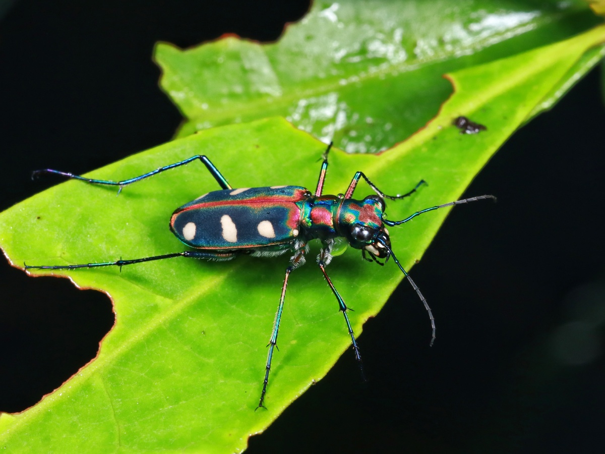 虎甲. - 天天妈ov - 图虫