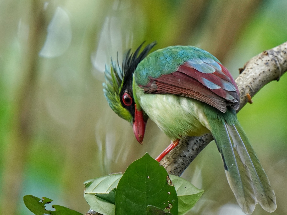 印第安人发型的印支绿鹊