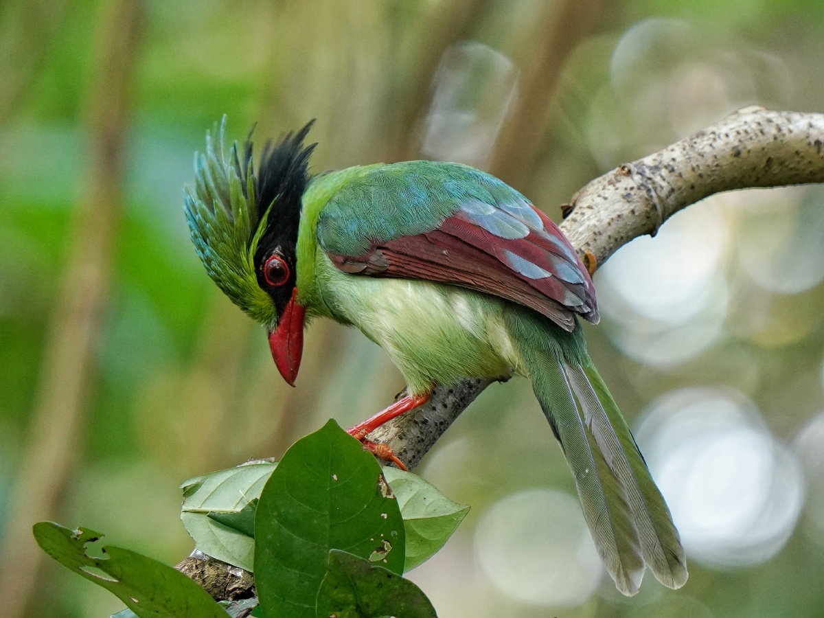 印第安人发型的印支绿鹊