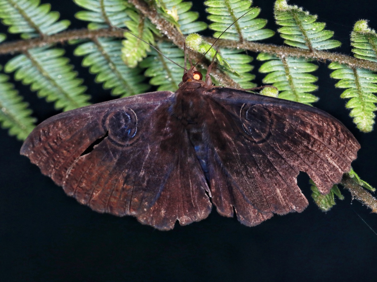晚上蛾的会发光.