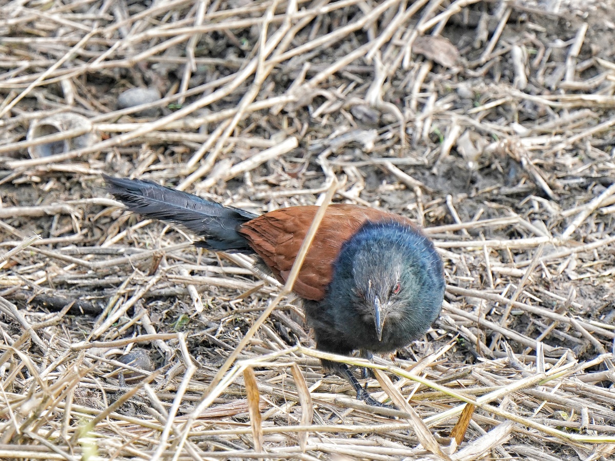 草地觅食的红毛鸡