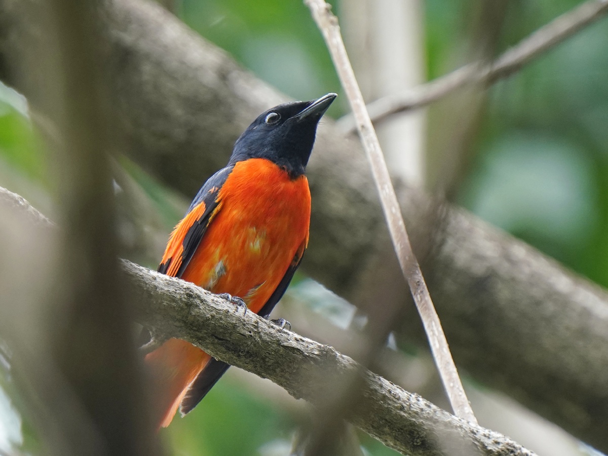 树上一只赤红山椒