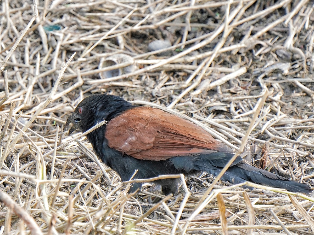 草地觅食的红毛鸡