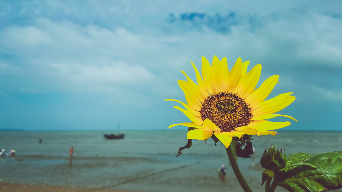 海边的向日葵