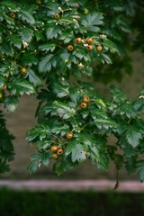 E8405963-89D7-4D76-B036-D6785CB095E8/L0/001