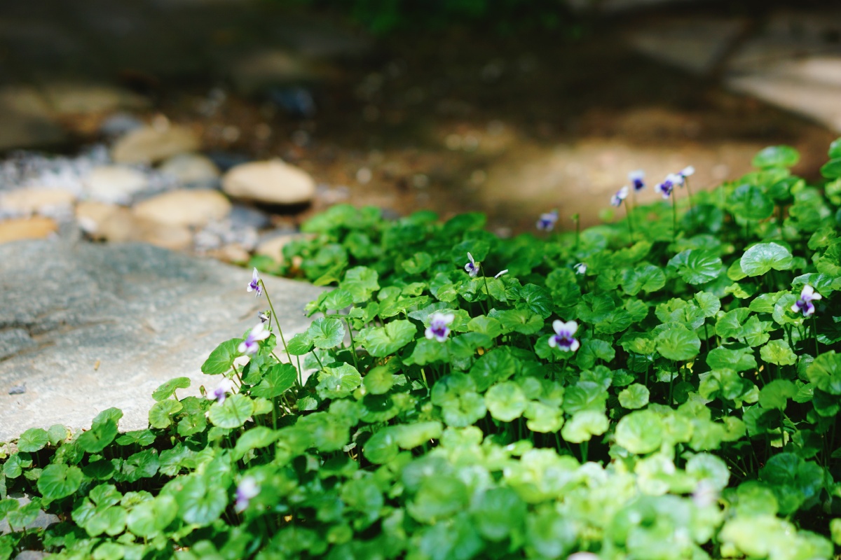 阴生区域植物之熊猫堇及箱根草
