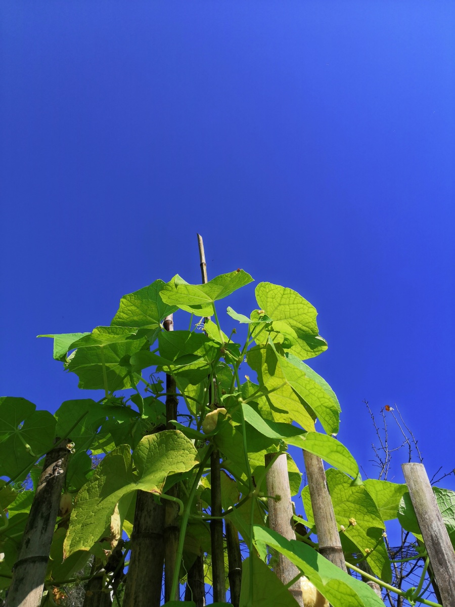 抓一点时间寻到南方的秋有灿阳有飞鸟还有稀松过往