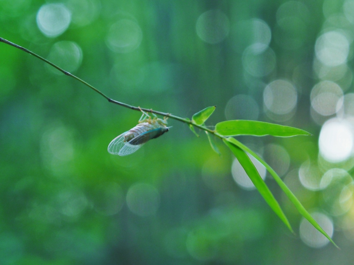 蝉- 黑色闪电石 - 图虫