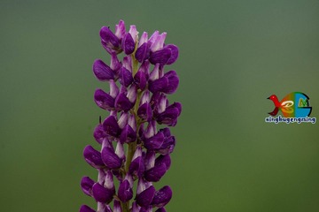 364605