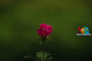 354655