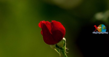 354666