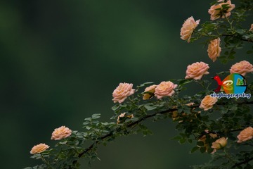 368021