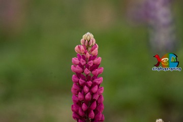 364604