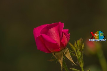 354667