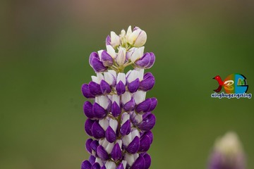 364550