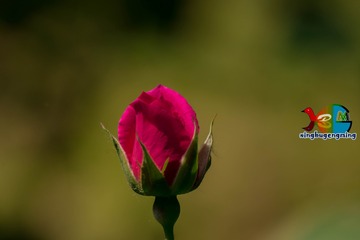 354656