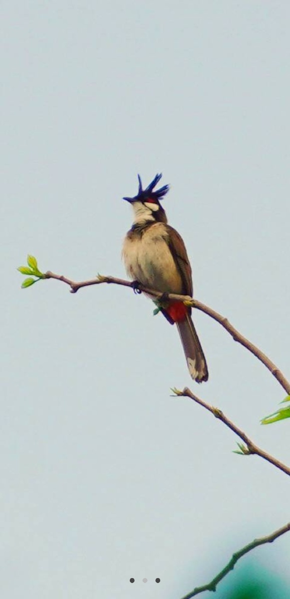 广东一带常见的留鸟红耳鹎